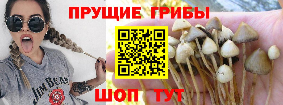Краснознаменск  Псилоцибиновые грибы Magic Shrooms  Вход с VPN 